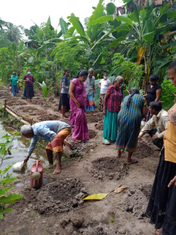 Samurdhi National Cultivation Operation / Homagama- Habarakada South (2022-07-07)
