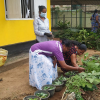 Samurdhi National Cultivation Operation / Homagama (2022-07-07)