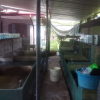 A one-day training program on "quarantine and packaging of ornamental fish" / Homagama